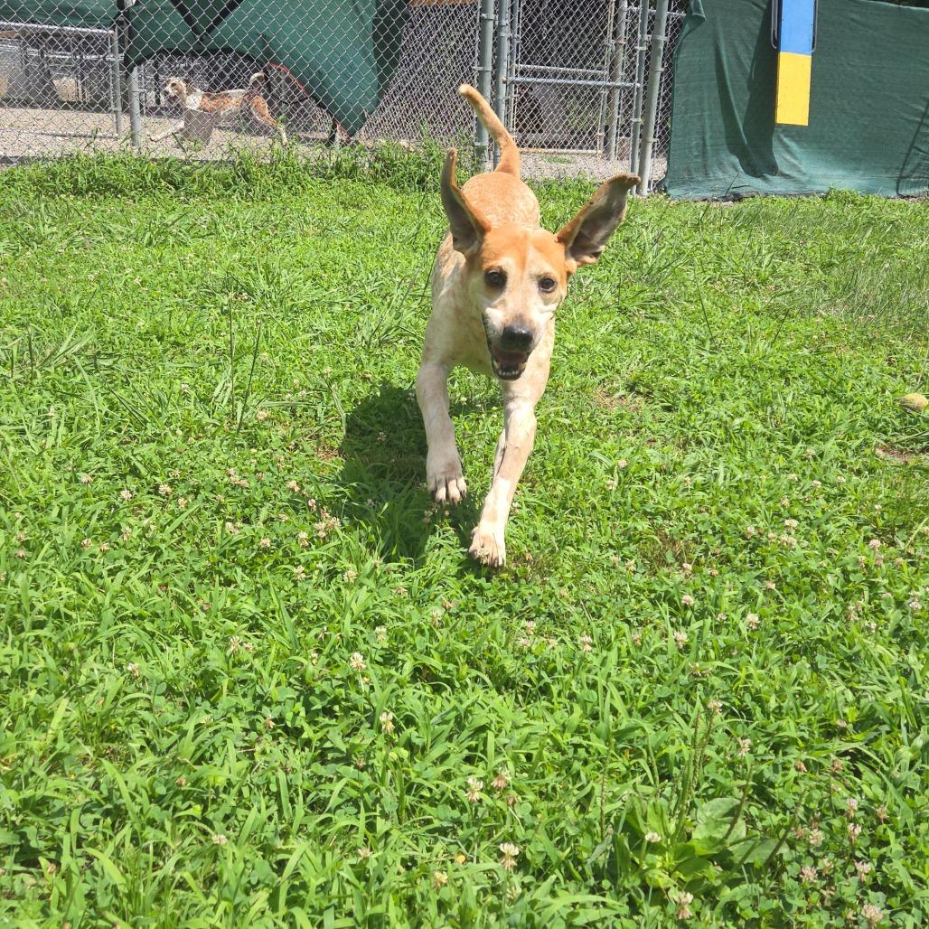 Enlarge Elvis, a Adoptable mixed breed in Marble, NC image 6/6