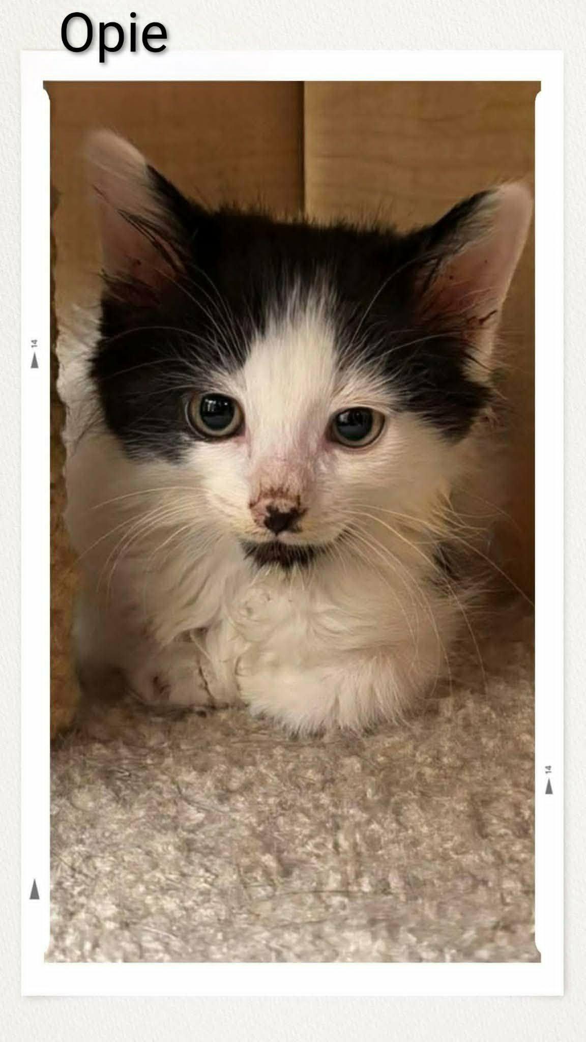 Enlarge Opie, a Adoptable Domestic Medium Hair in Caistor Centre, ON image 1/1