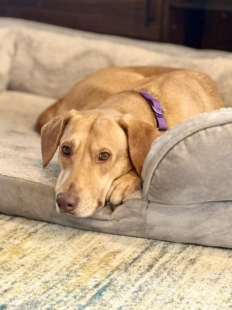 Enlarge Boileau / River, a Adoptable mixed breed in Broomfield, CO image 1/6