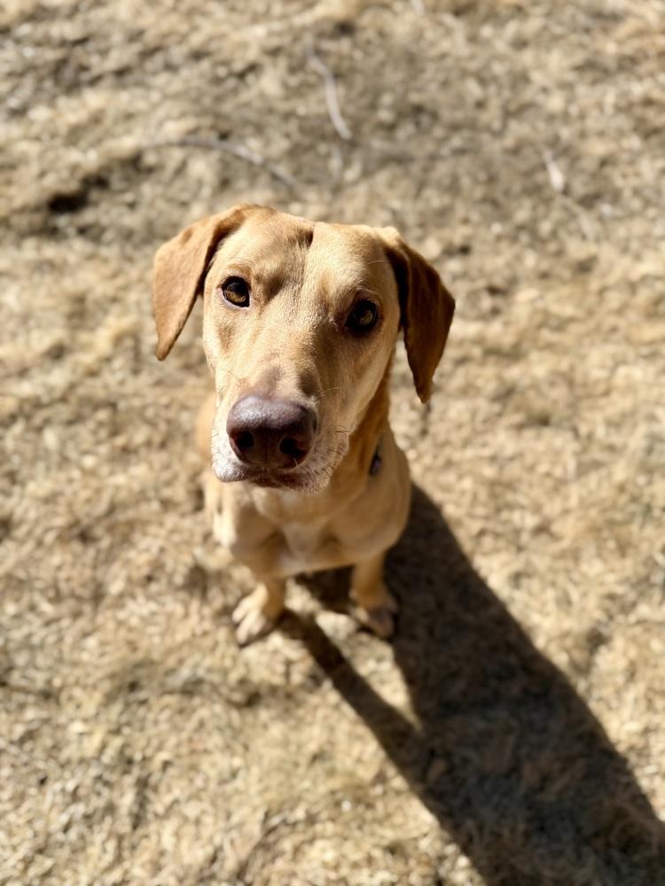 Enlarge Boileau / River, a Adoptable mixed breed in Broomfield, CO image 2/6