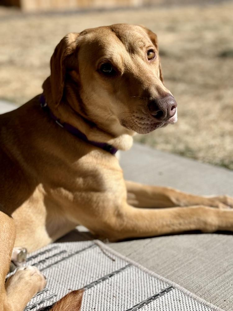 Enlarge Boileau / River, a Adoptable mixed breed in Broomfield, CO image 3/6