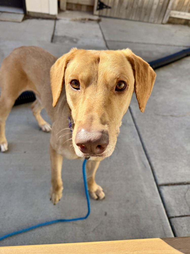 Enlarge Boileau / River, a Adoptable mixed breed in Broomfield, CO image 4/6