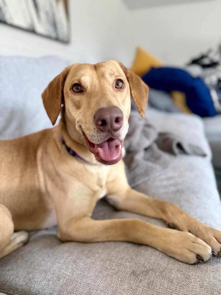 Enlarge Boileau / River, a Adoptable mixed breed in Broomfield, CO image 5/6