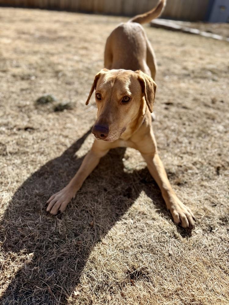 Enlarge Boileau / River, a Adoptable mixed breed in Broomfield, CO image 6/6