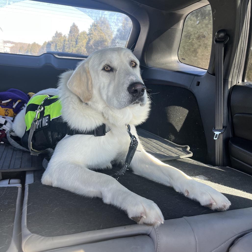 Bear, Adoptable, Adult Male Labrador Retriever.