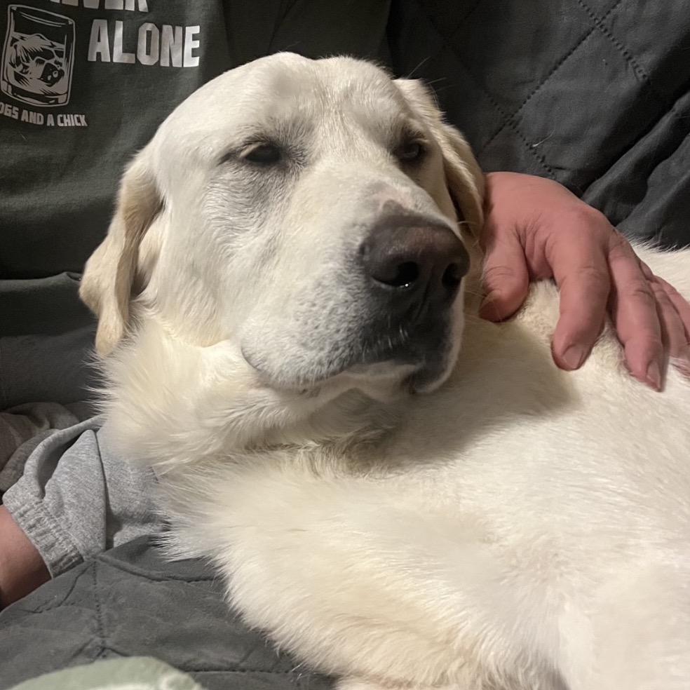 Bear, a Adoptable Labrador Retriever in La Grange, KY image 3/6