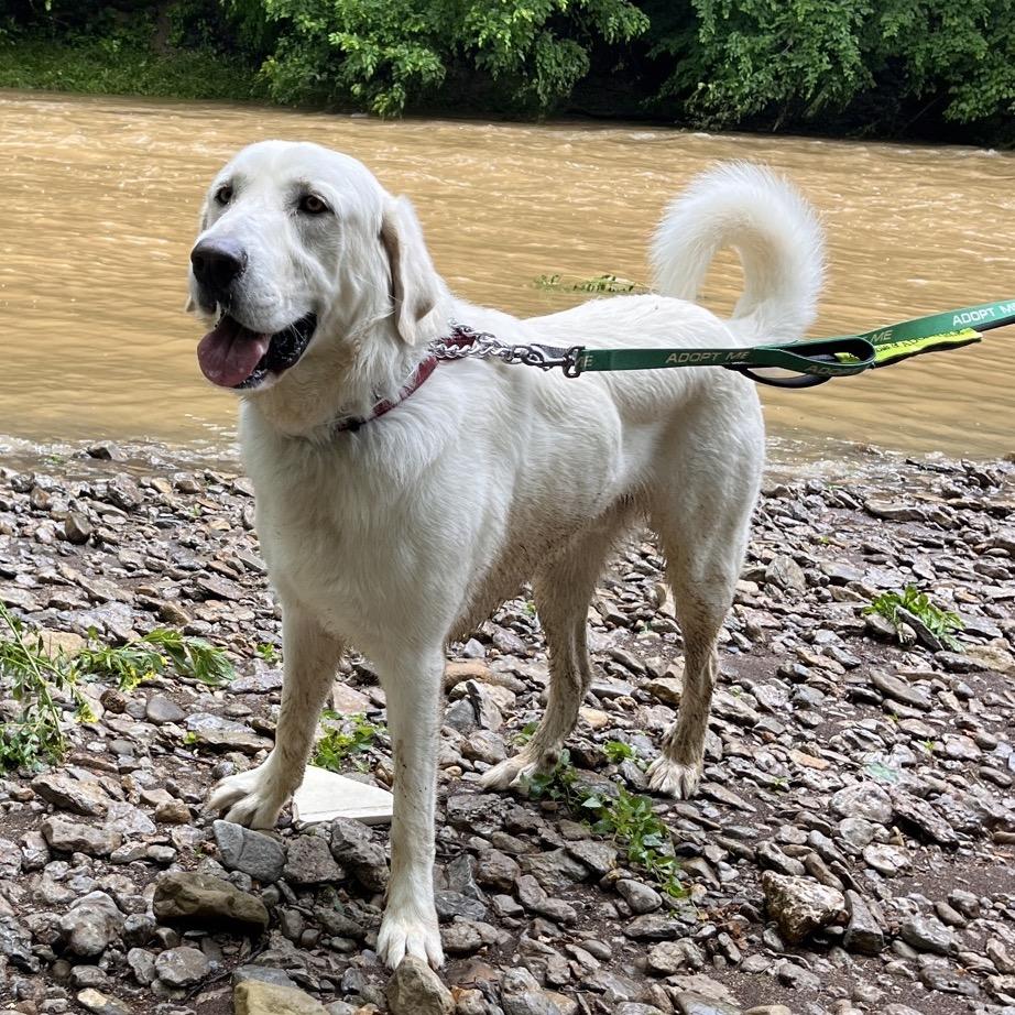 Bear, Adoptable, Adult Male Labrador Retriever & Great Pyrenees.