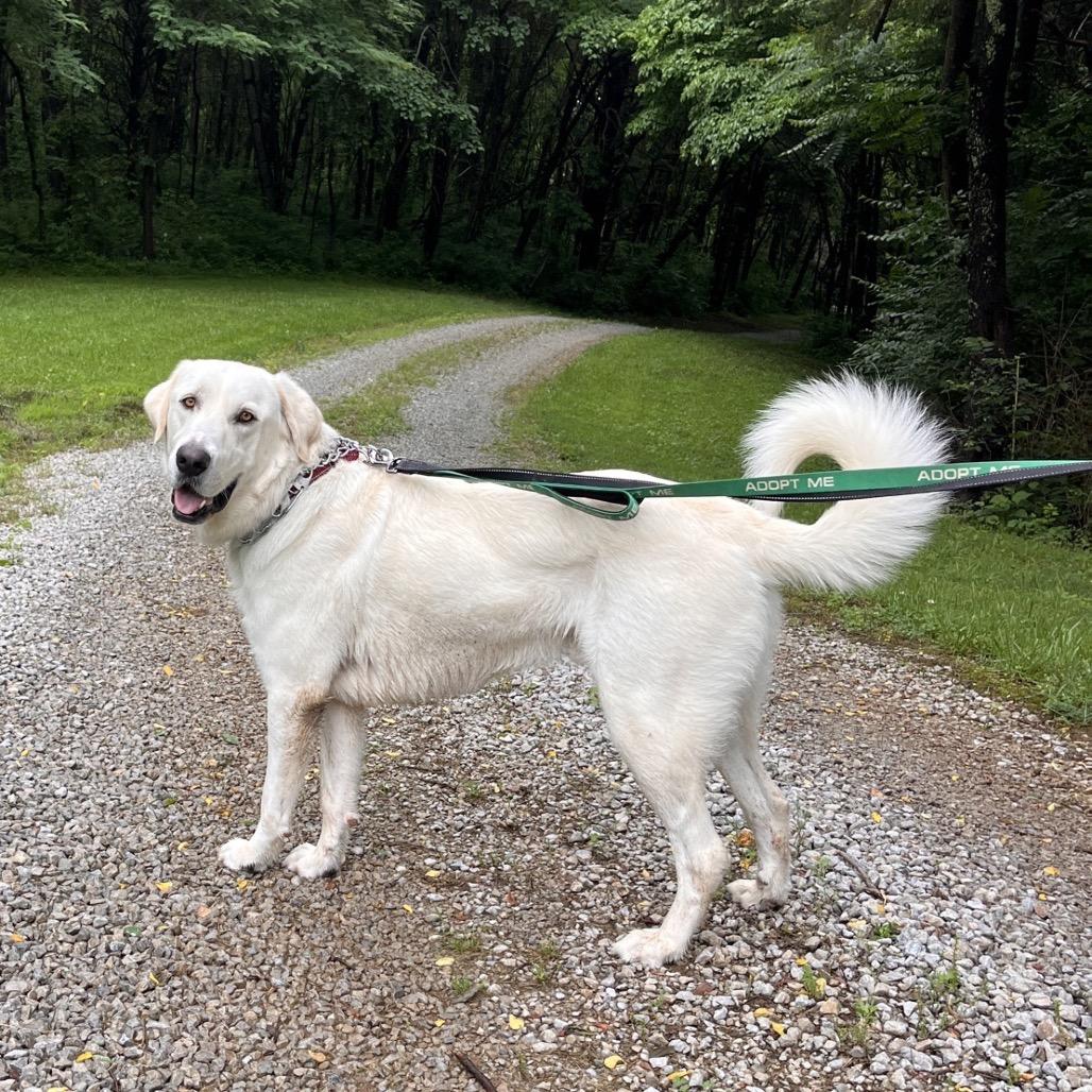 Enlarge Bear, a Adoptable mixed breed in La Grange, KY image 5/6