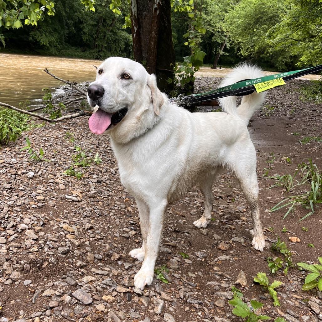 Bear, Adoptable, Adult Male Great Pyrenees & Labrador Retriever.
