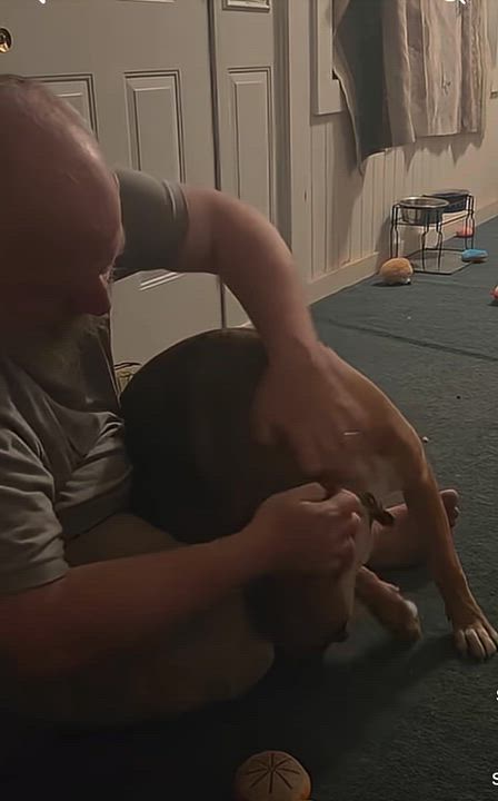 Enlarge Topo, a Adoptable mixed breed in Waterford, CT video 2/6