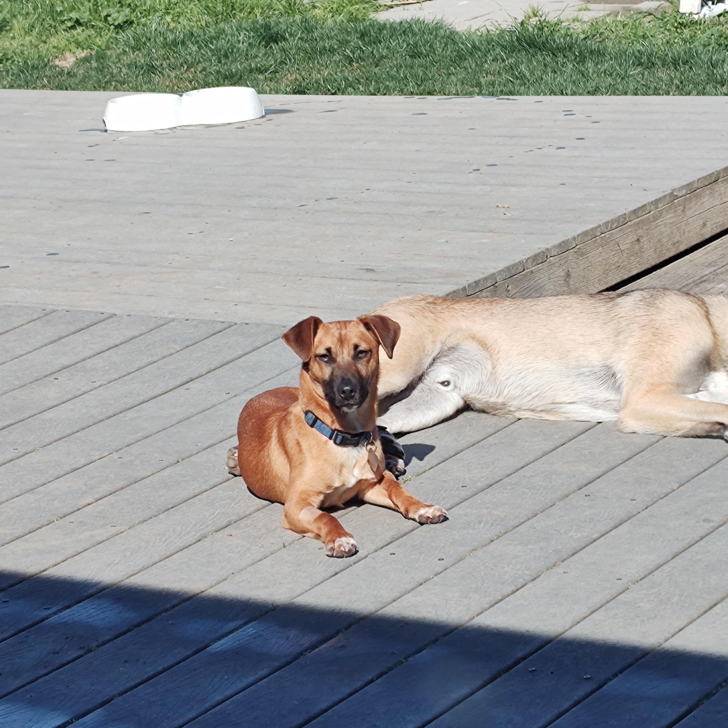 Cody , ADOPTABLE, Young Male Dachshund.