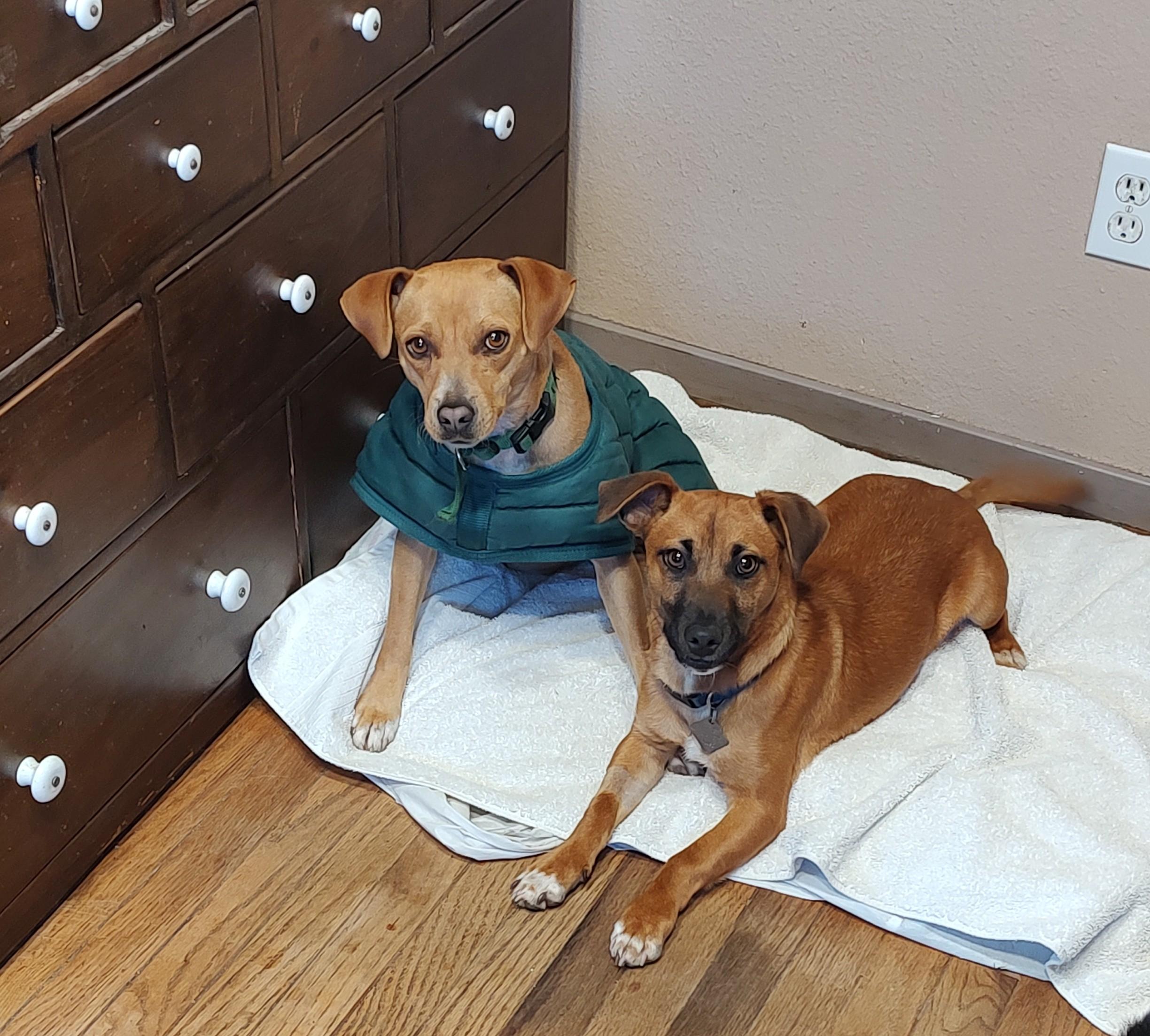 Enlarge Cody , a ADOPTABLE mixed breed in Vacaville, CA image 3/3