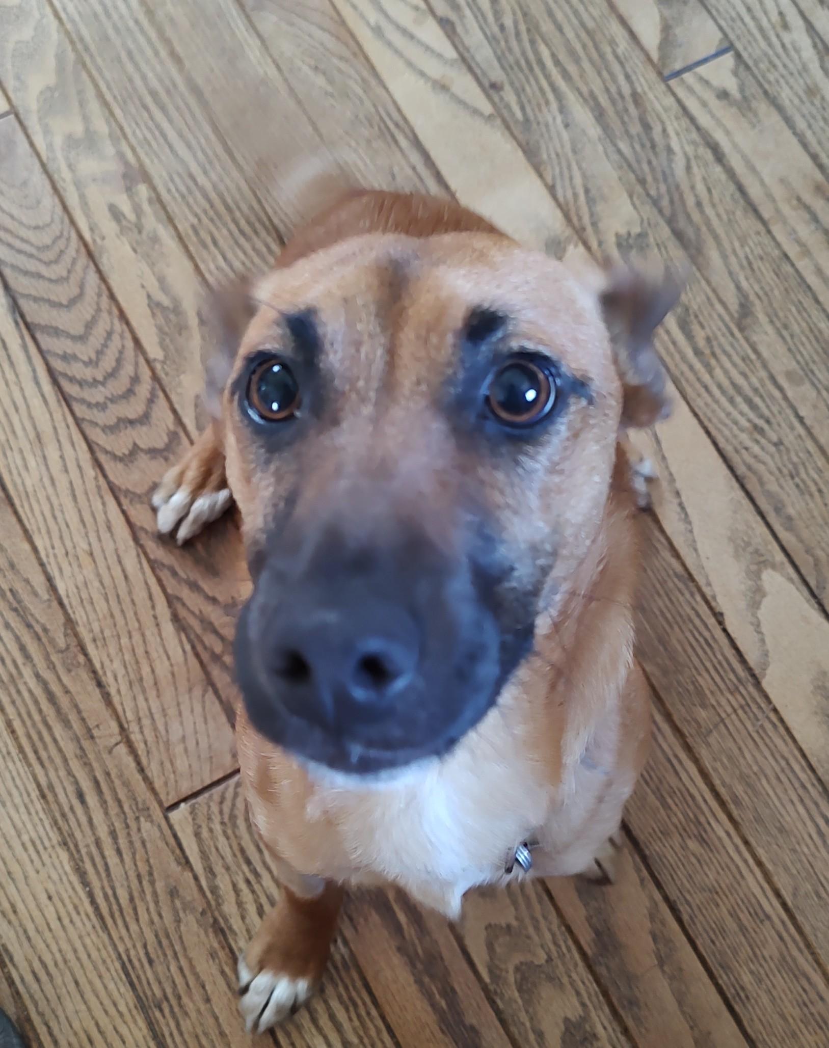 Enlarge Cody , a ADOPTABLE mixed breed in Vacaville, CA image 2/3