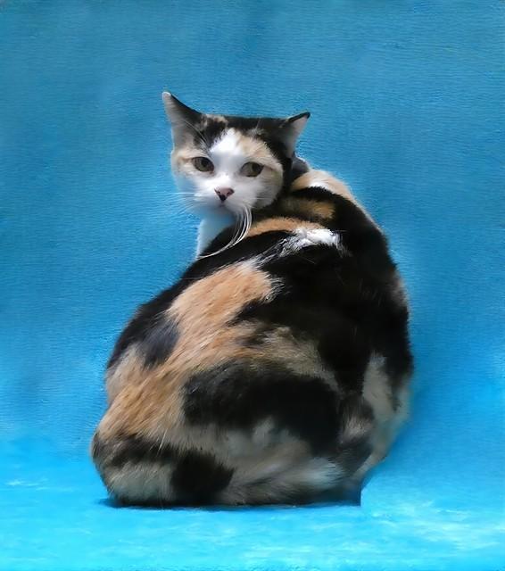 Enlarge ZINNIA, a Adoptable Domestic Short Hair in Baldwin Park, CA image 1/1
