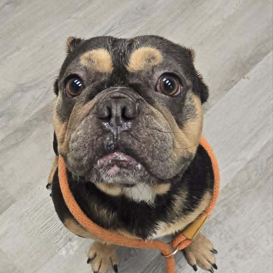 Barkley, adopted, Adult Male French Bulldog.