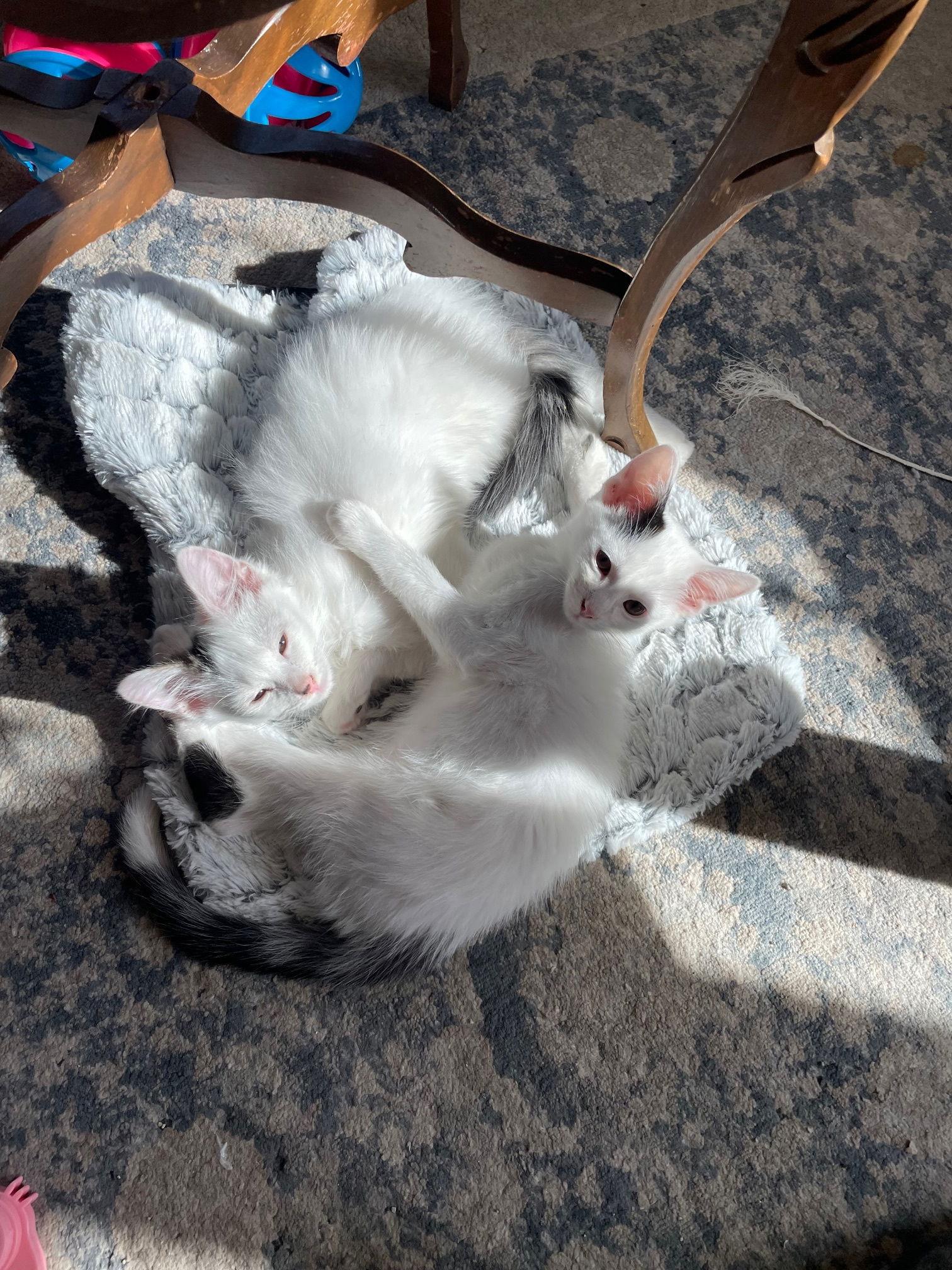 Enlarge Snowball, a Adoptable Domestic Medium Hair in Island Lake, IL image 1/3