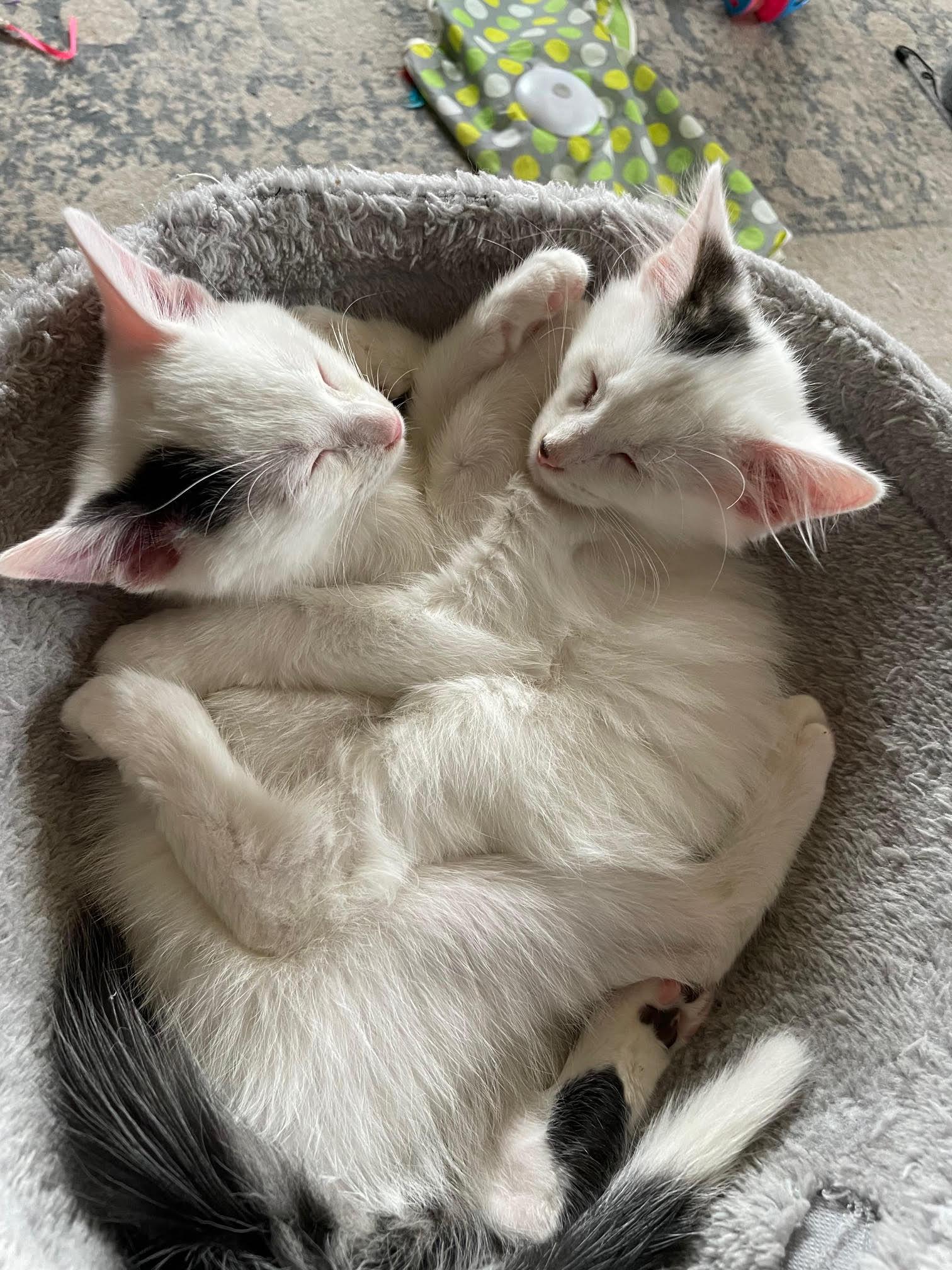 Enlarge Snowball, a Adoptable Domestic Medium Hair in Island Lake, IL image 2/3