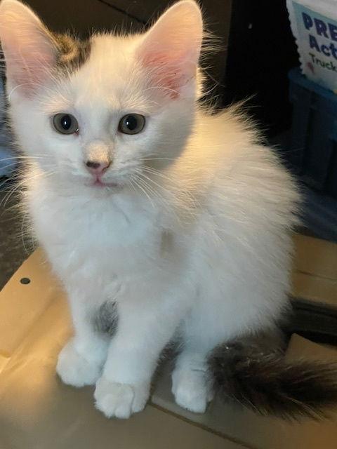 Enlarge Snowball, a Adoptable Domestic Medium Hair in Island Lake, IL image 3/3