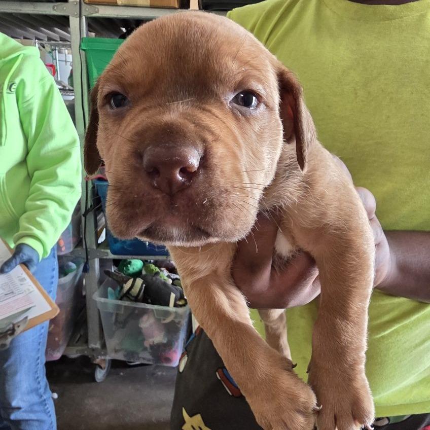 Redd, Adoptable, Puppy Male Mixed Breed.