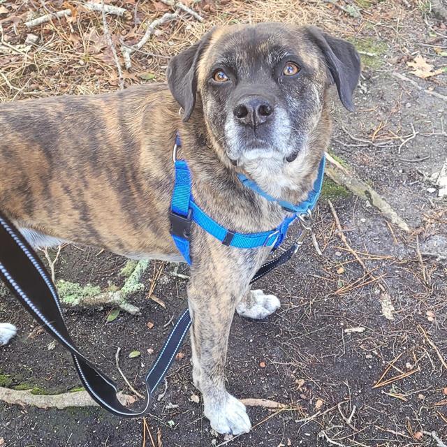 Enlarge MOOSE, a Adoptable mixed breed in Centerville, MA image 1/1