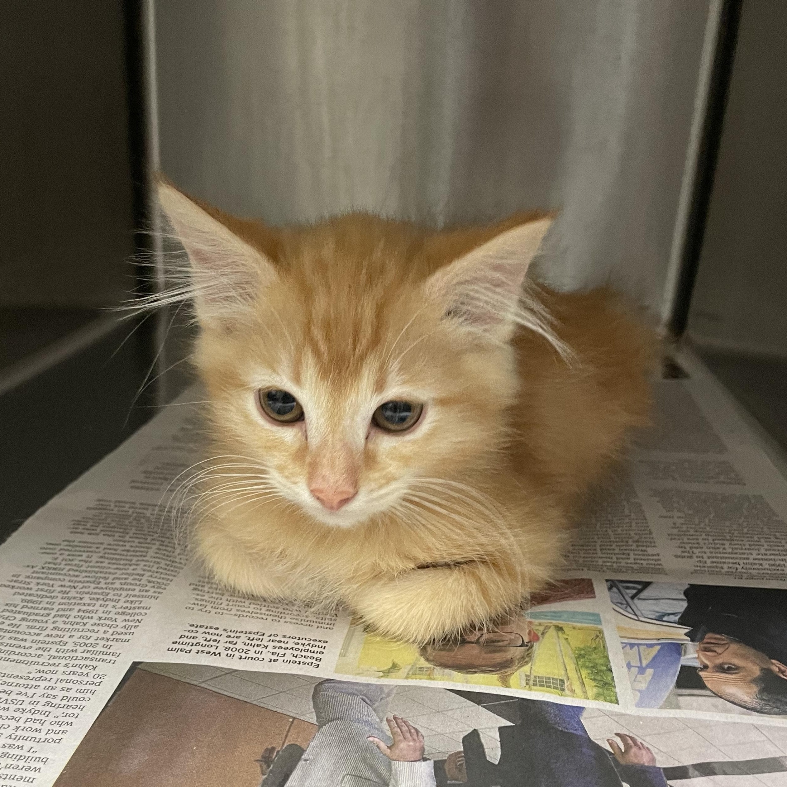 Enlarge Sponge, an adopted Domestic Medium Hair in Greenback, TN image 1/1