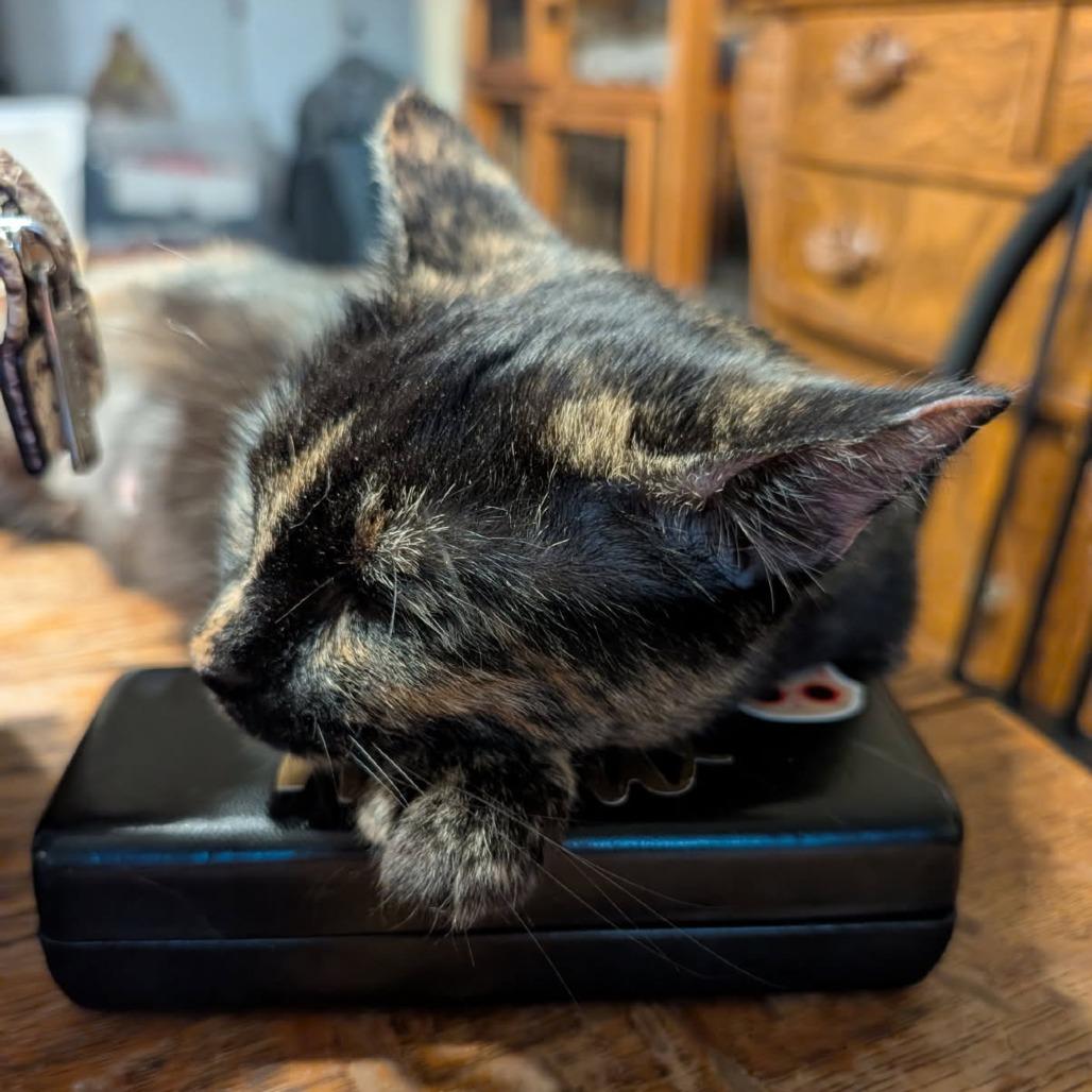 Crackle, Adoptable, Young Female Domestic Short Hair.