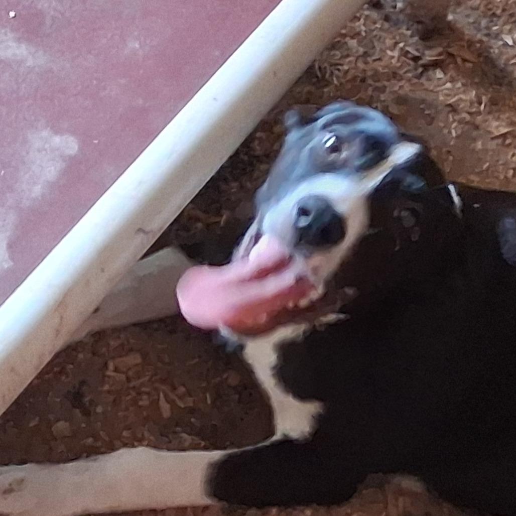 Cody, Adoptable, Young Male Black Labrador Retriever & Mixed Breed.