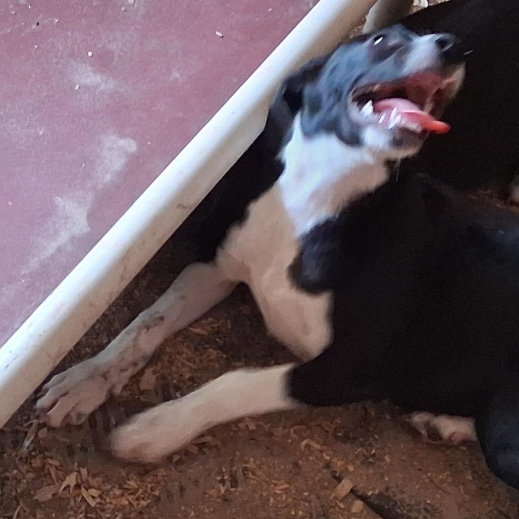 Enlarge Cody, a Adoptable mixed breed in Morriston, FL image 2/6