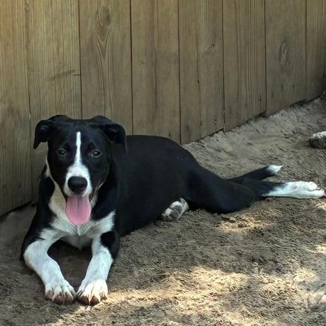 Enlarge Cody, a Adoptable mixed breed in Morriston, FL image 3/6