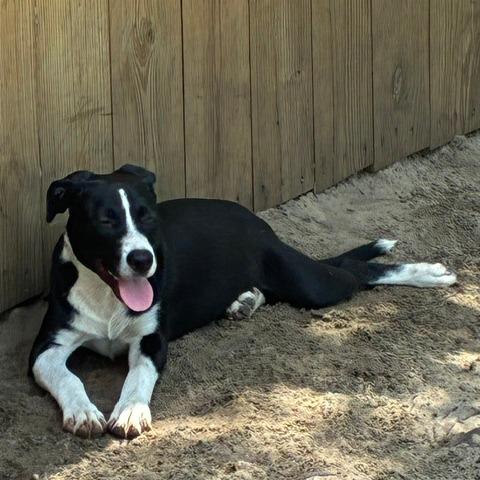 Enlarge Cody, a Adoptable mixed breed in Morriston, FL image 4/6