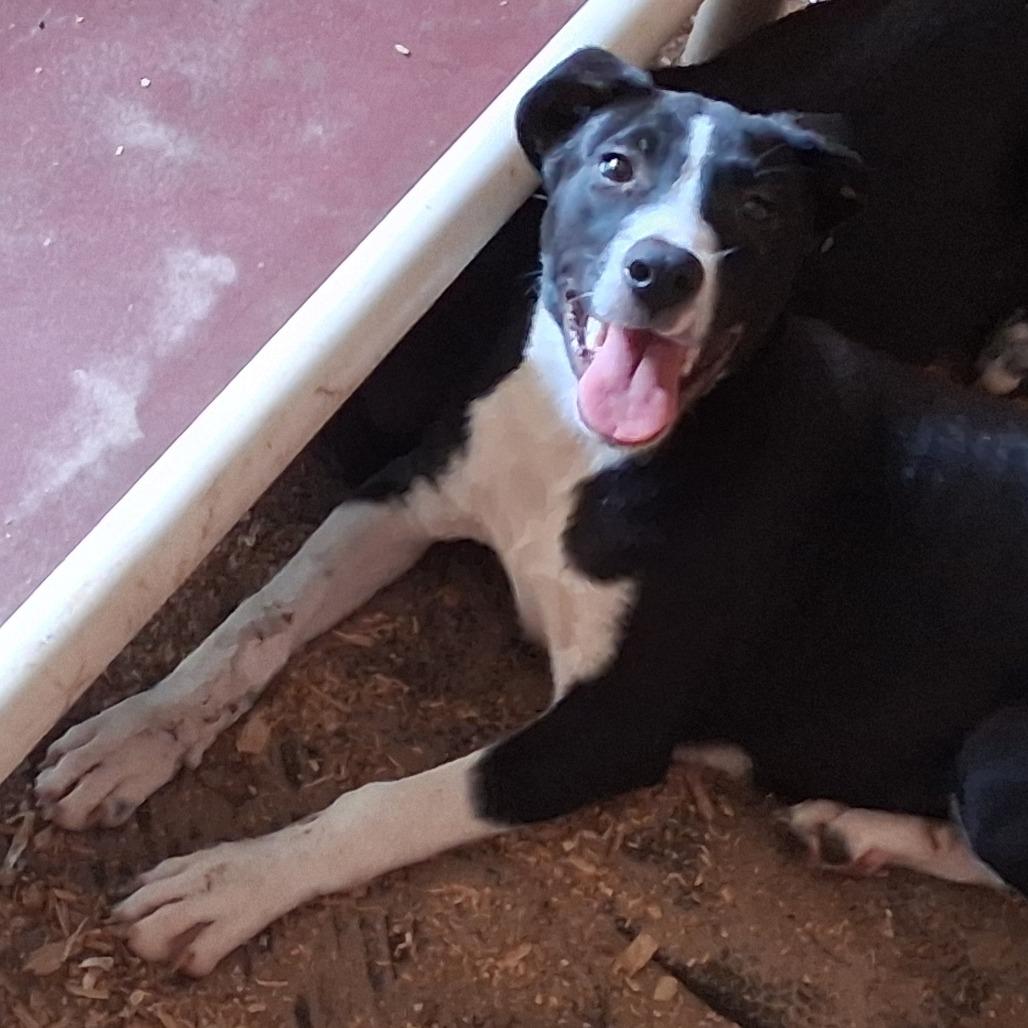 Enlarge Cody, a Adoptable mixed breed in Morriston, FL image 5/6