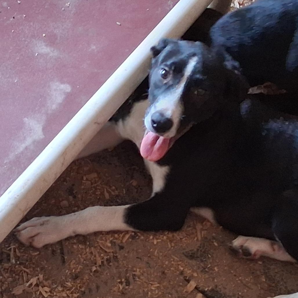 Enlarge Cody, a Adoptable mixed breed in Morriston, FL image 6/6