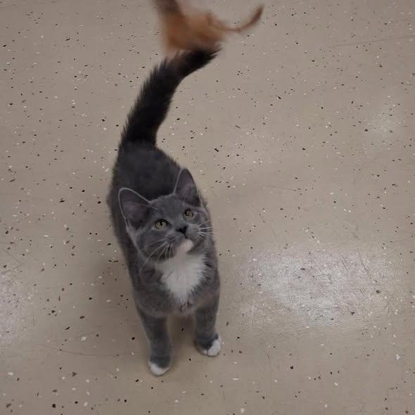 Zuchette, Adoptable, Young Male Domestic Short Hair.