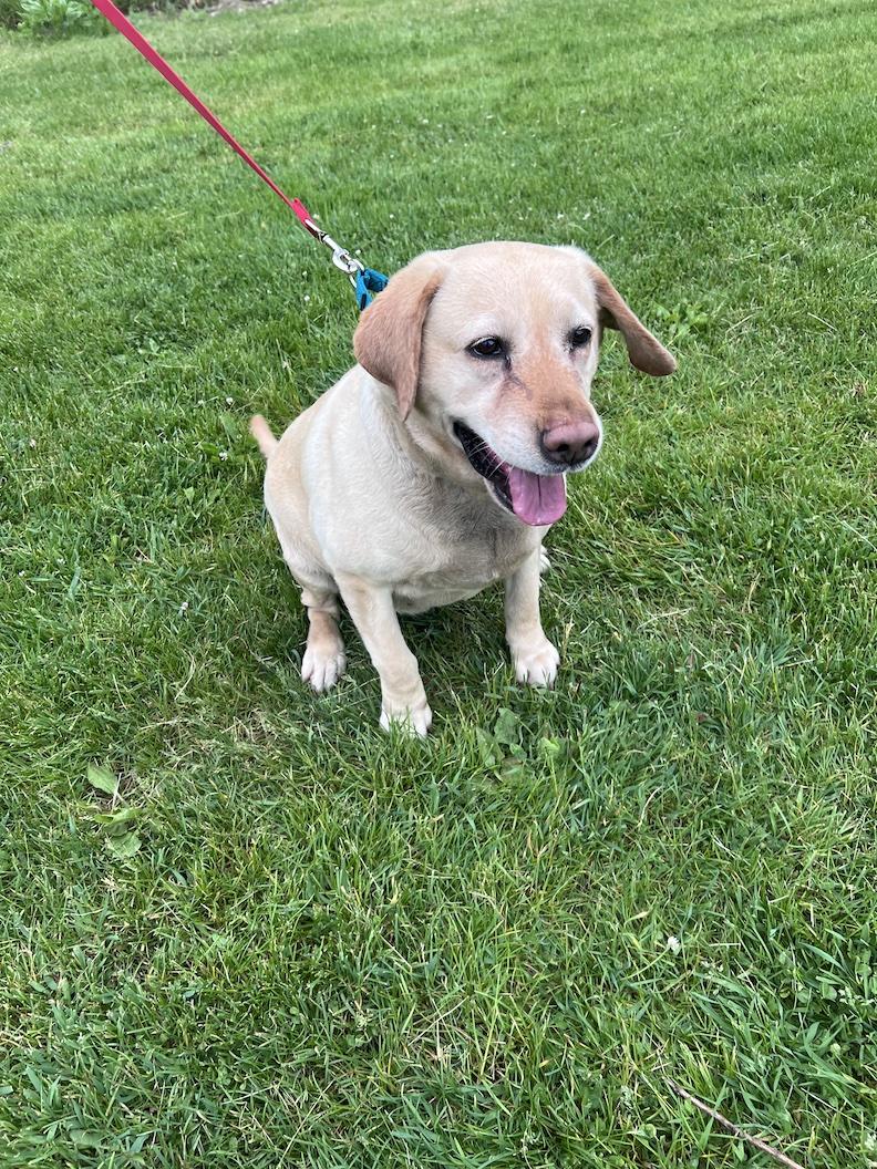 Enlarge Hope Naomi-Foster-to-Adopt, an adoptable Yellow Labrador Retriever in Medina, OH image 5/6
