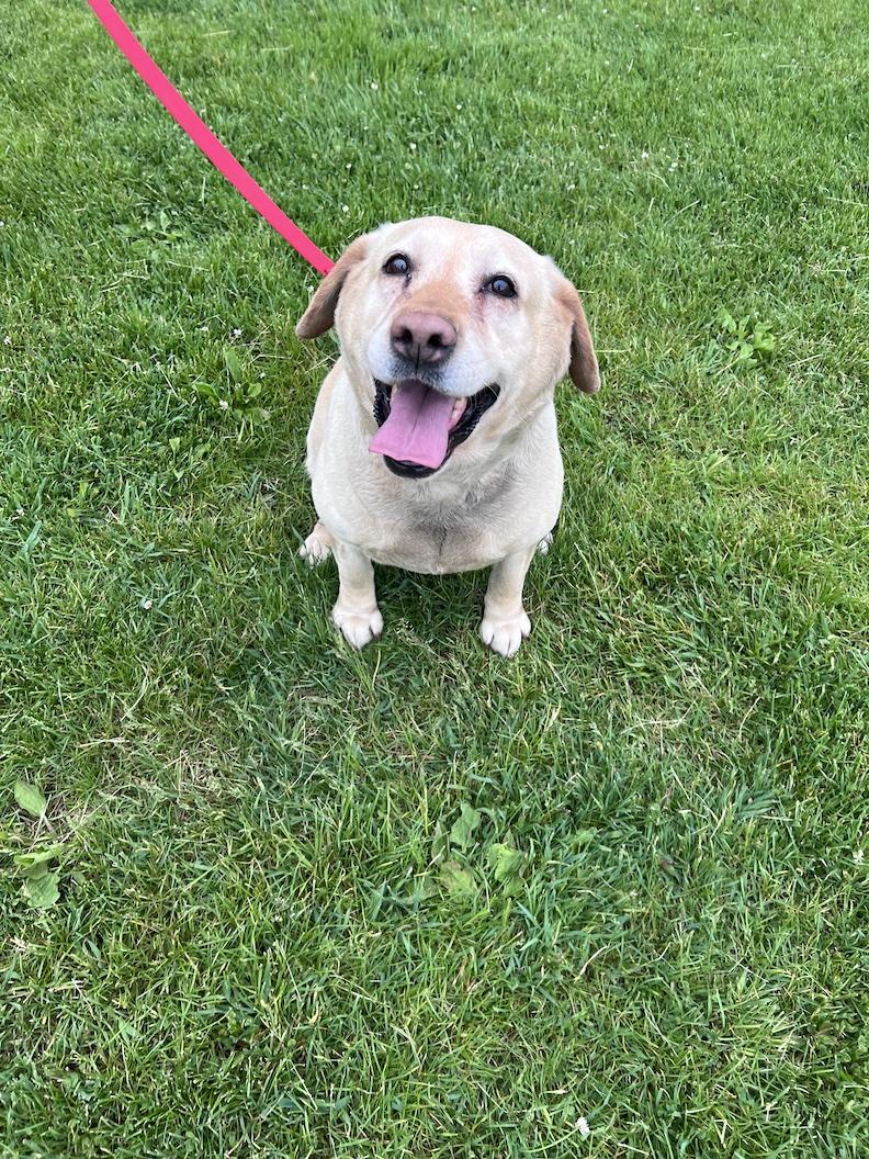 Enlarge Hope Naomi-Foster-to-Adopt, an adoptable Yellow Labrador Retriever in Medina, OH image 4/6