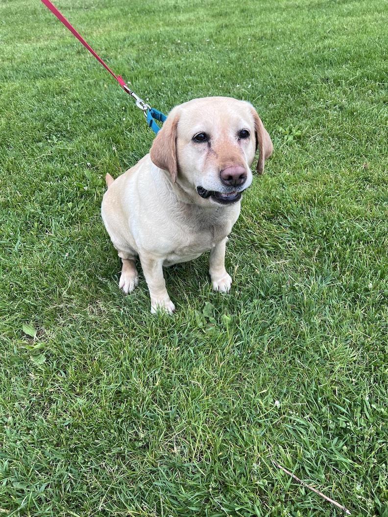 Enlarge Hope Naomi-Foster-to-Adopt, an adoptable Yellow Labrador Retriever in Medina, OH image 2/6