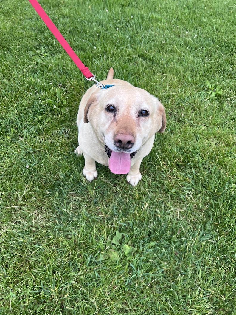 Hope Naomi-Foster-to-Adopt, adoptable, Adult Female Yellow Labrador Retriever.