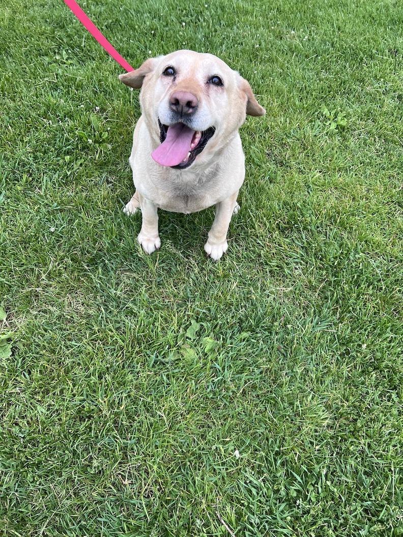 Enlarge Hope Naomi-Foster-to-Adopt, an adoptable Yellow Labrador Retriever in Medina, OH image 6/6