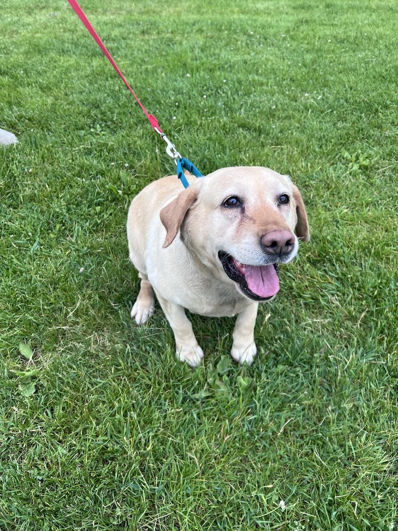 Enlarge Hope Naomi-Foster-to-Adopt, an adoptable Yellow Labrador Retriever in Medina, OH image 3/6