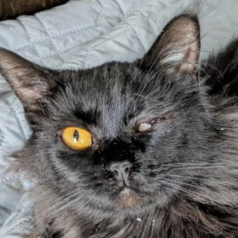 Enlarge Jones, an adopted mixed breed in Silverton, OR image 1/3