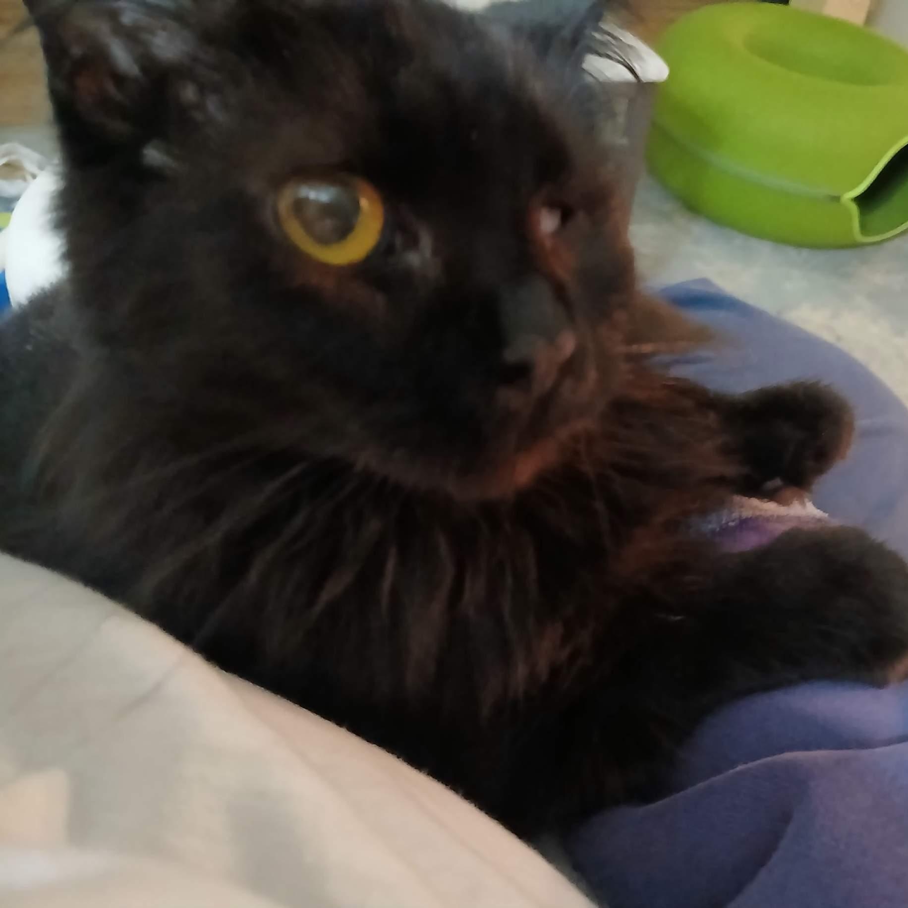 Enlarge Jones, an adopted mixed breed in Silverton, OR image 2/3