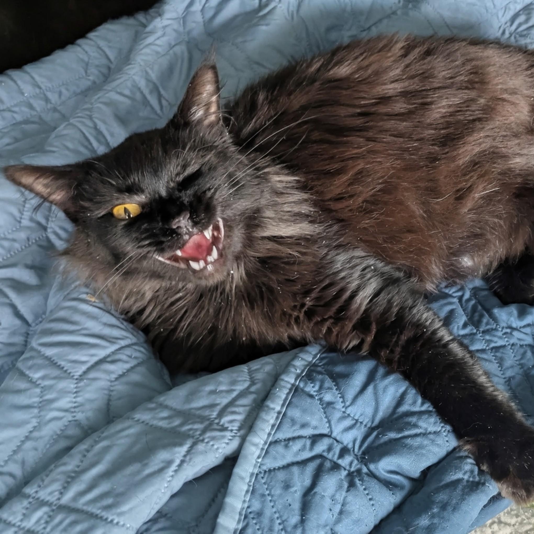 Enlarge Jones, an adopted mixed breed in Silverton, OR image 3/3