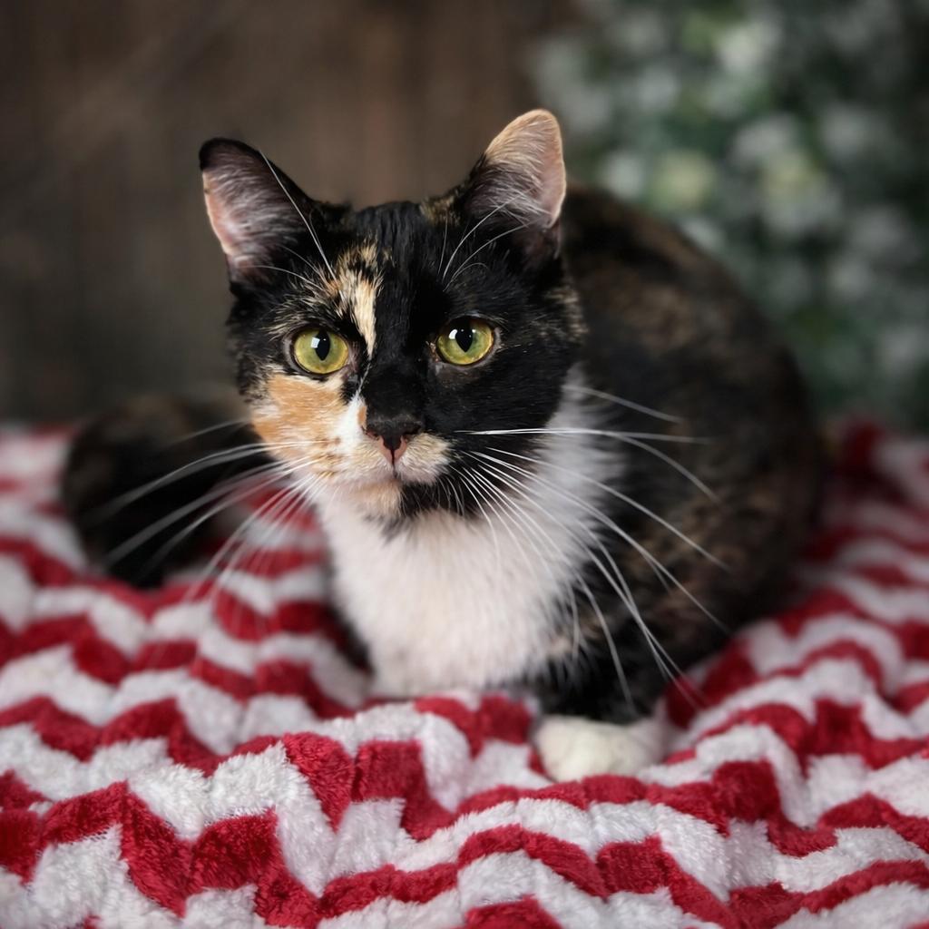 Enlarge Mabel, an adopted Domestic Short Hair in Rixeyville, VA image 2/3