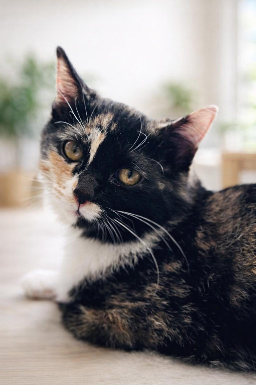 Enlarge Mabel, an adopted Domestic Short Hair in Rixeyville, VA image 3/3