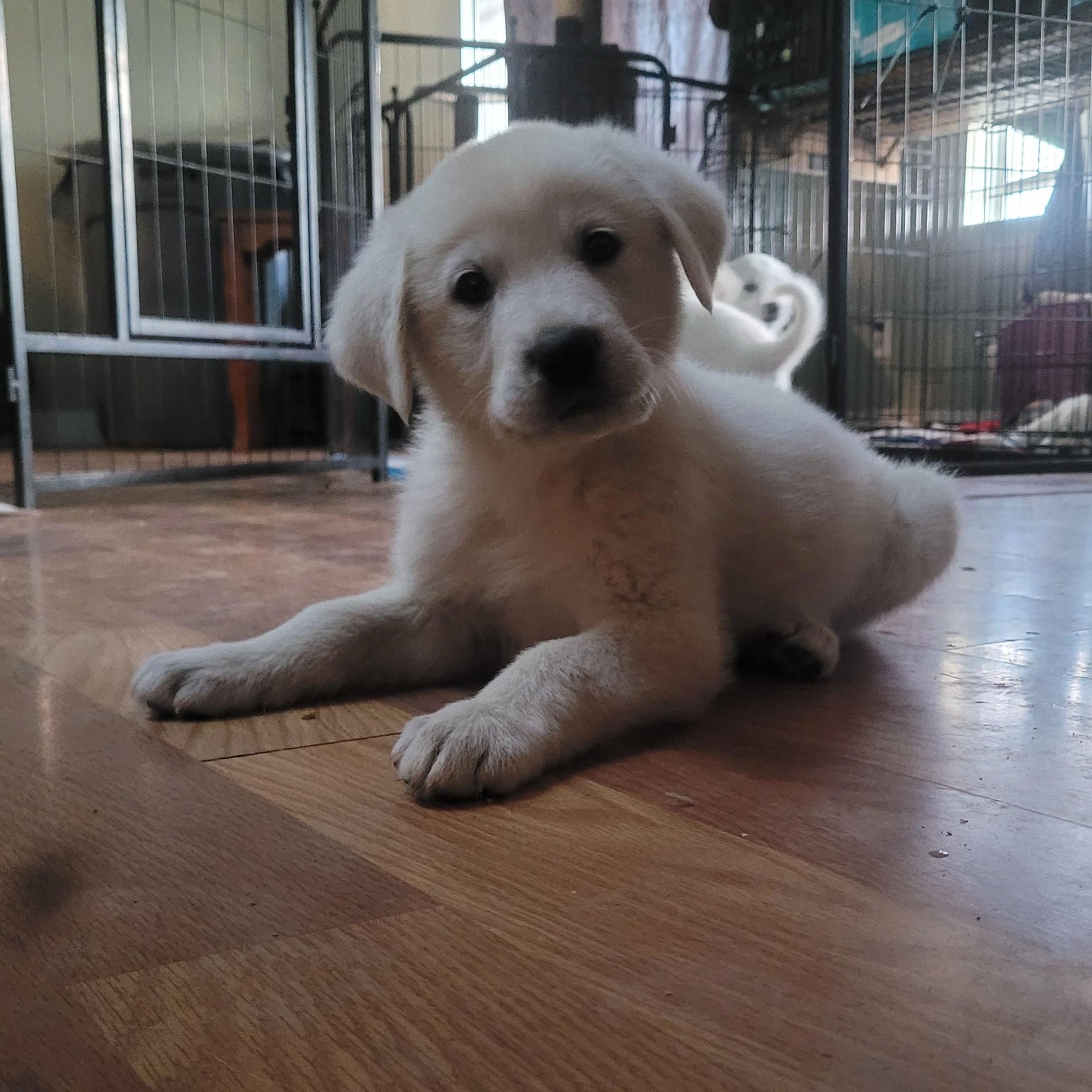 Lilly, Adopted, Puppy Female Maremma Sheepdog.