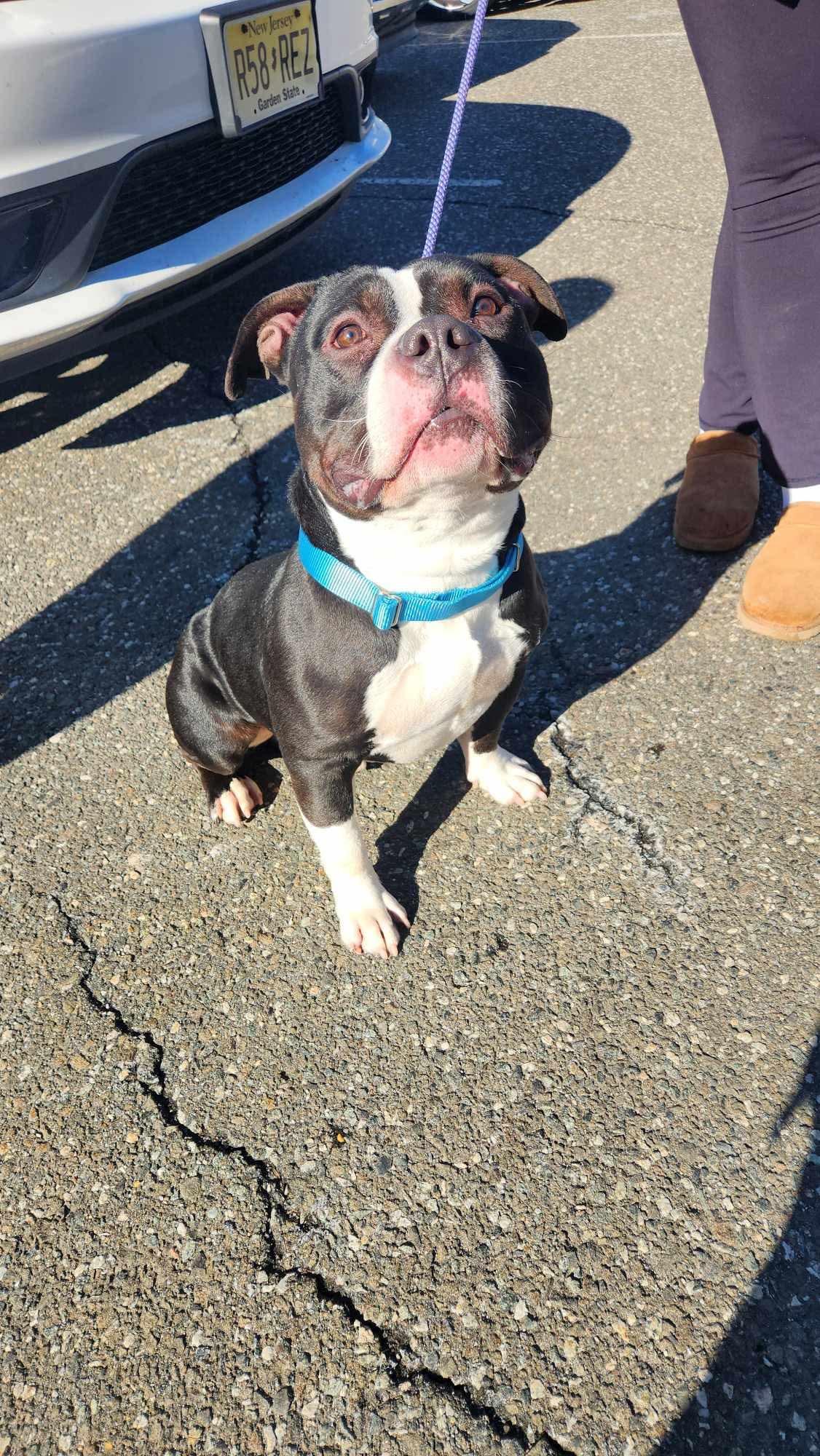 Enlarge Conan, a Adoptable Pit Bull Terrier in Lincoln Park, NJ image 1/6