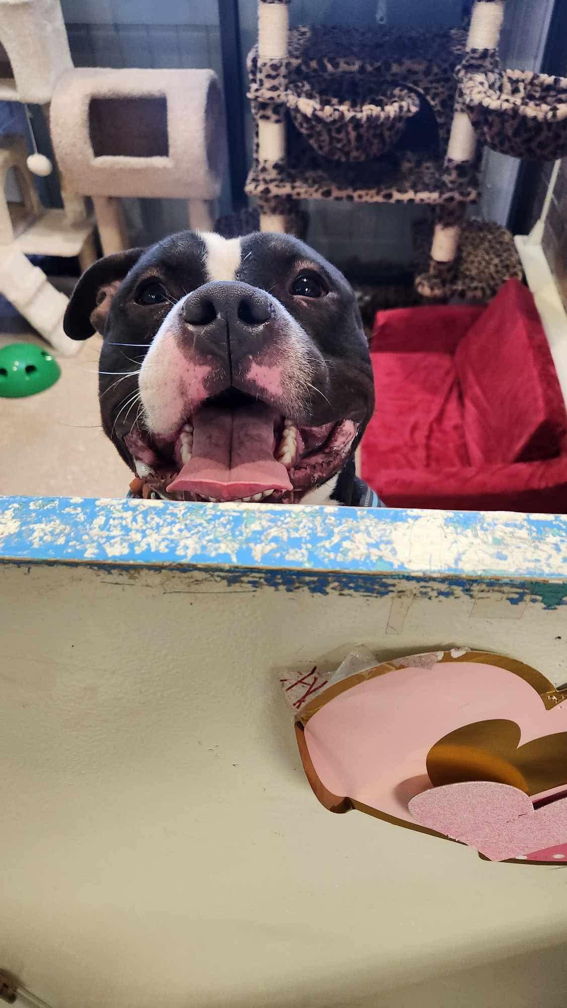 Enlarge Conan, a Adoptable Pit Bull Terrier in Lincoln Park, NJ image 2/6