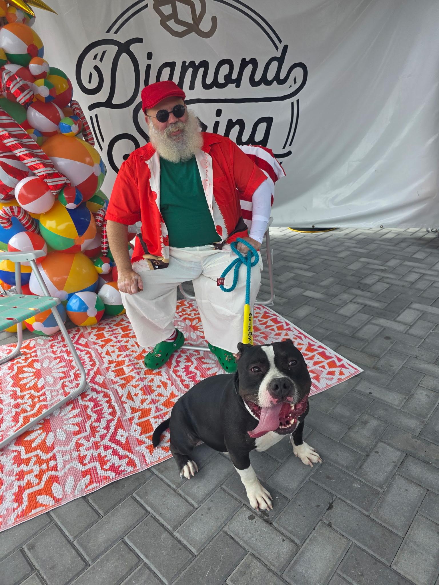 Enlarge Conan, a Adoptable Pit Bull Terrier in Lincoln Park, NJ image 3/6