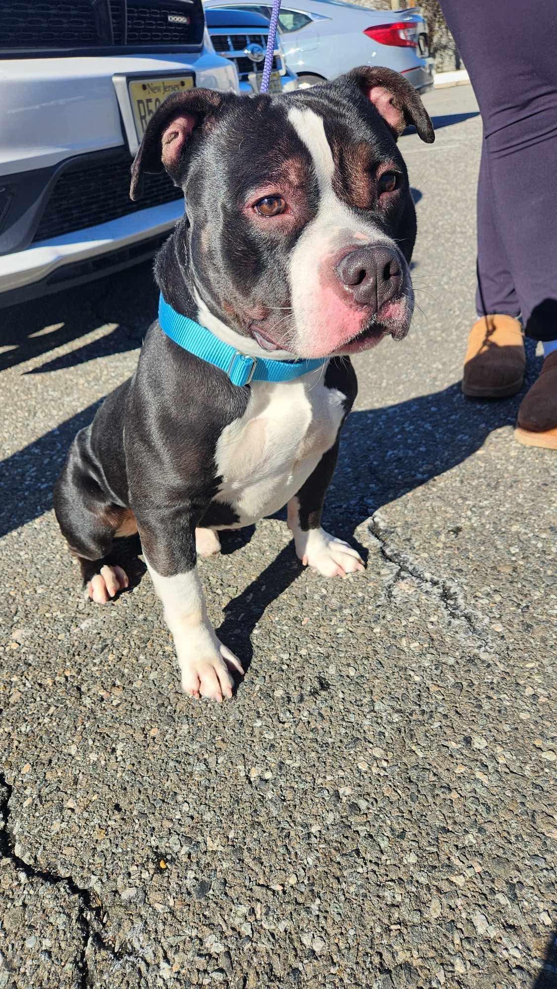 Enlarge Conan, a Adoptable Pit Bull Terrier in Lincoln Park, NJ image 4/6