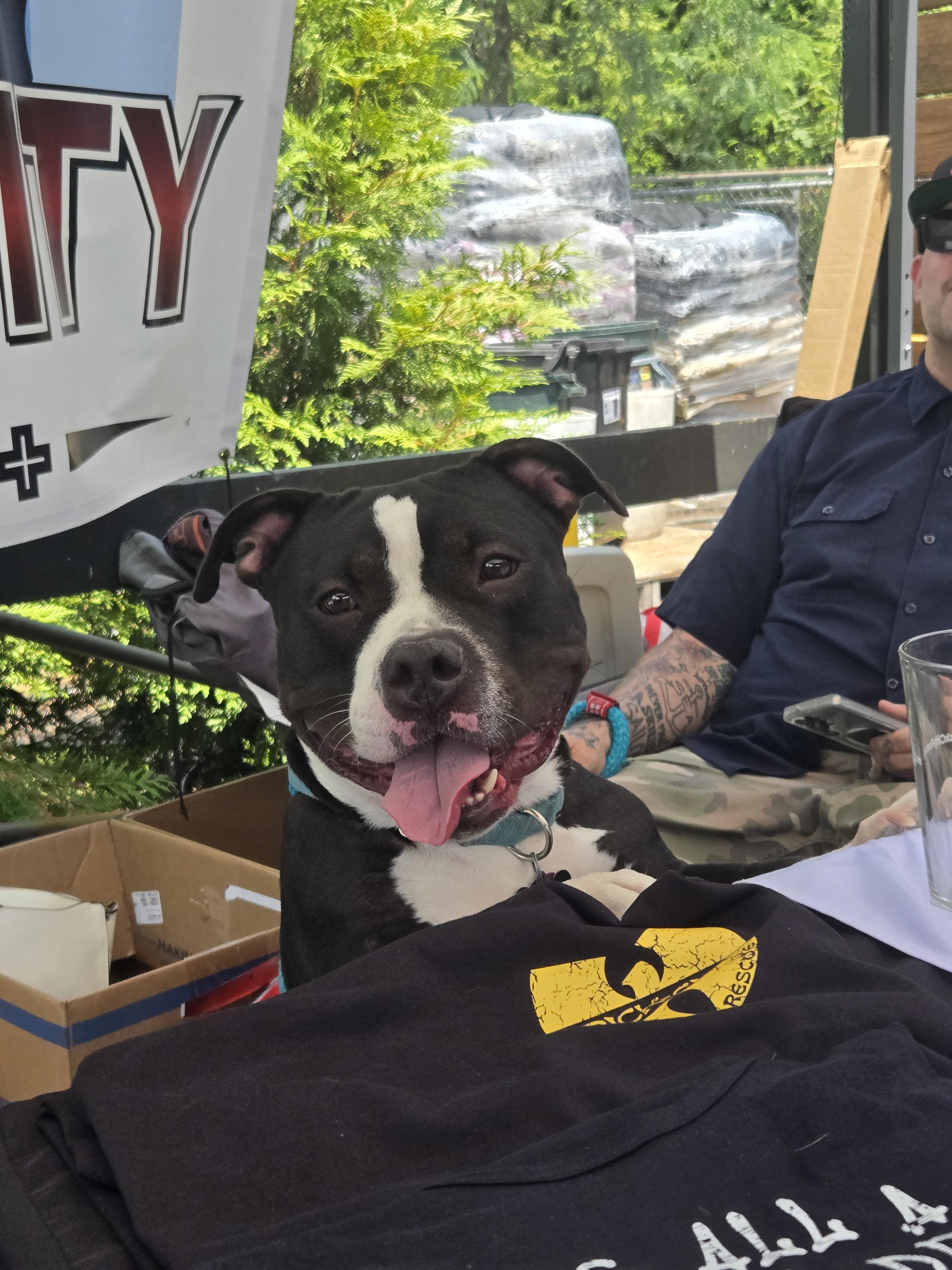 Enlarge Conan, a Adoptable Pit Bull Terrier in Lincoln Park, NJ image 5/6